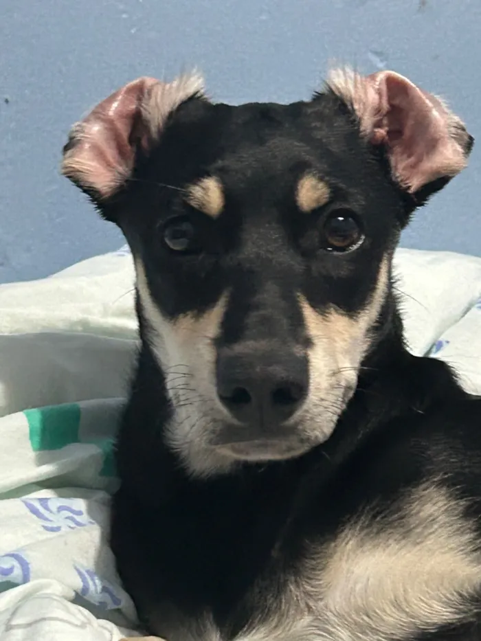 Cachorro raça SRD-ViraLata idade 1 ano nome Amora