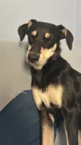 Amora