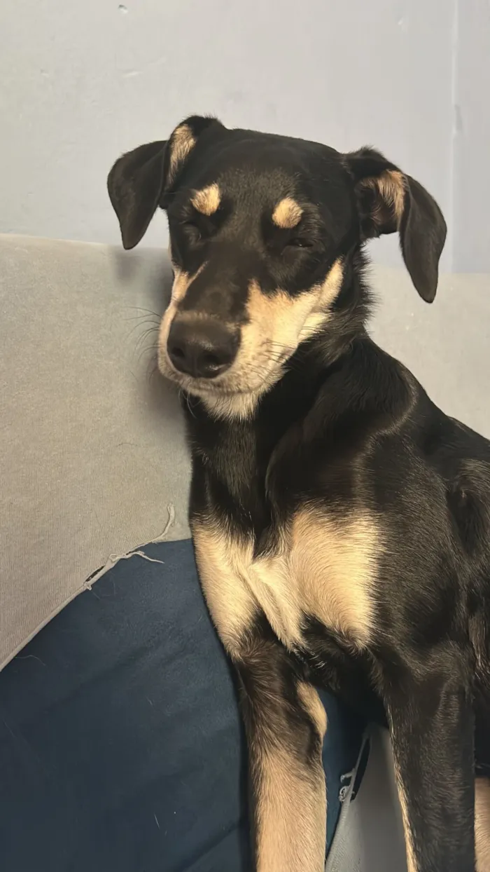 Cachorro raça SRD-ViraLata idade 1 ano nome Amora