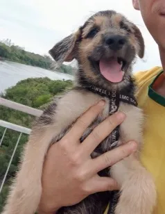 Cachorro raça SRD-ViraLata idade 2 a 6 meses nome Ares