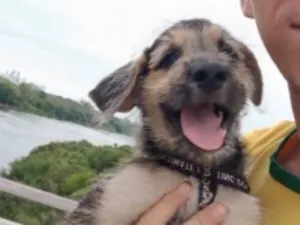 Cachorro raça SRD-ViraLata idade 2 a 6 meses nome Ares