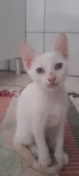 gatinha dos olhos azuis