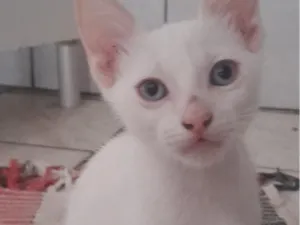 Gato raça SRD-ViraLata idade 2 a 6 meses nome gatinha dos olhos azuis 