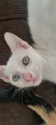 gatinha dos olhos azuis 