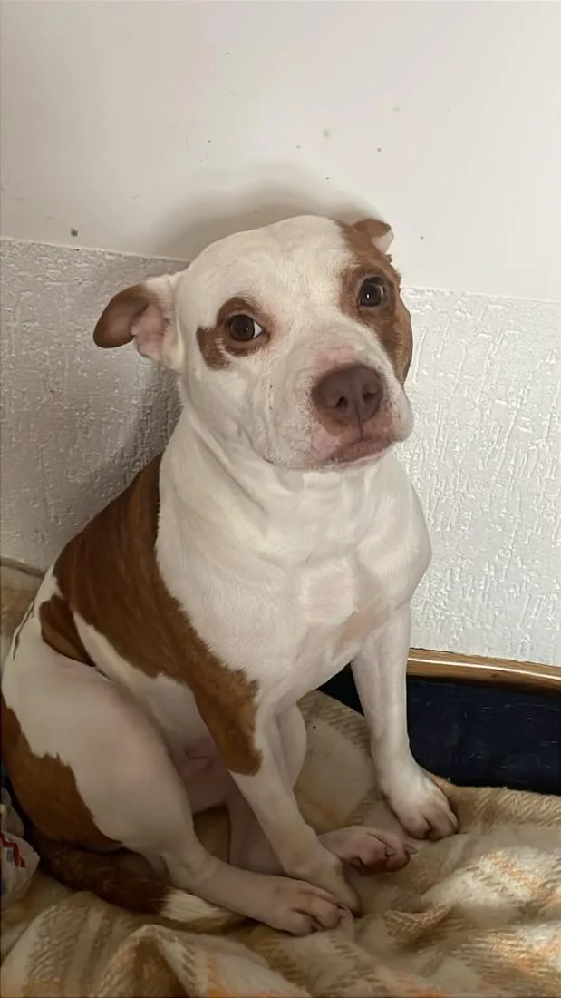 Cachorro raça Pit-Bull idade 2 anos nome Pitty