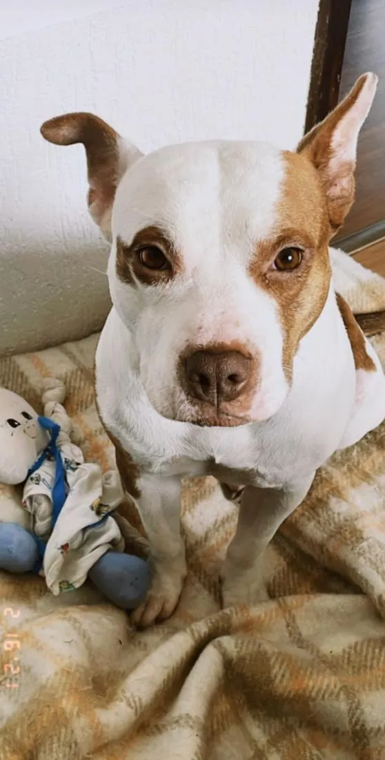 Cachorro raça Pit-Bull idade 2 anos nome Pitty