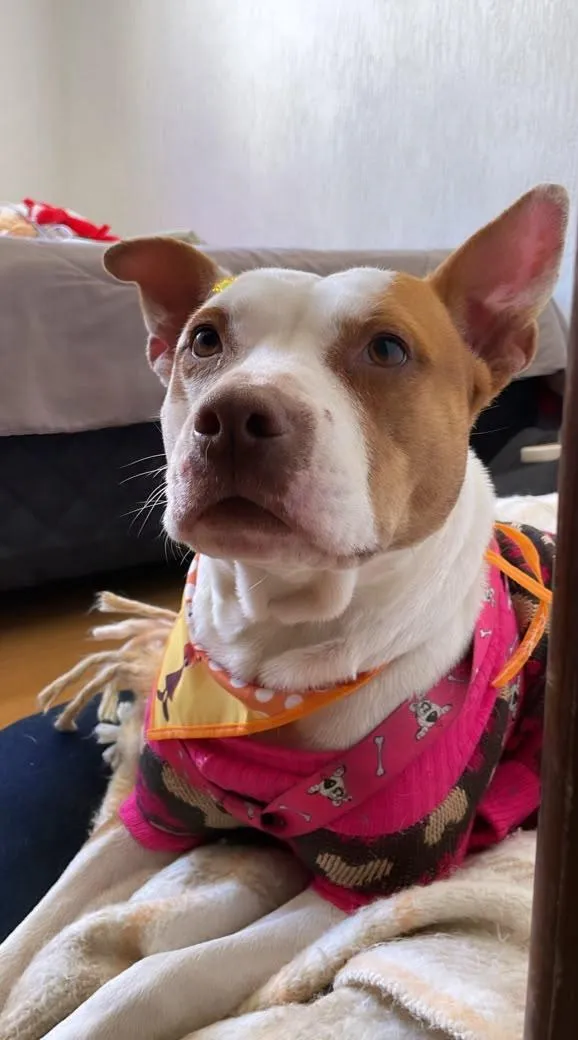 Cachorro raça Pit-Bull idade 2 anos nome Pitty