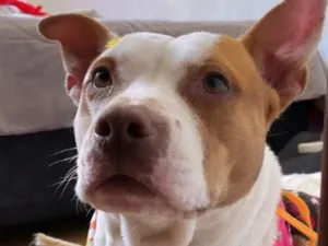 Cachorro raça Pit-Bull idade 2 anos nome Pitty