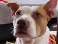 Pitty