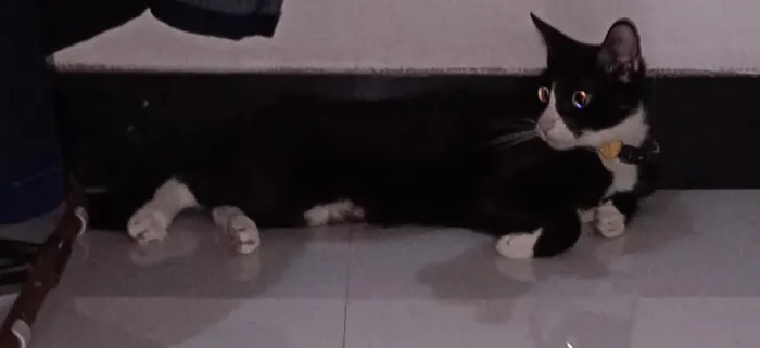 Gato raça SRD-ViraLata idade 3 anos nome Frida