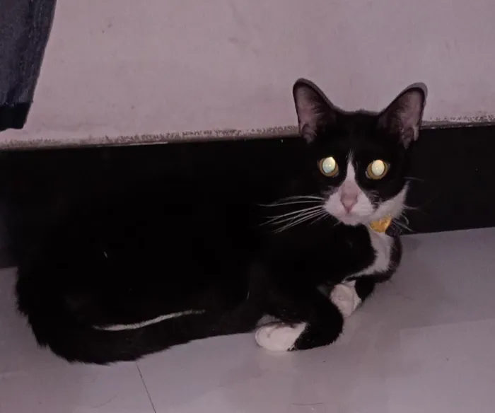 Gato raça SRD-ViraLata idade 3 anos nome Frida