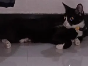 Gato raça SRD-ViraLata idade 3 anos nome Frida