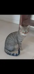 Tigre