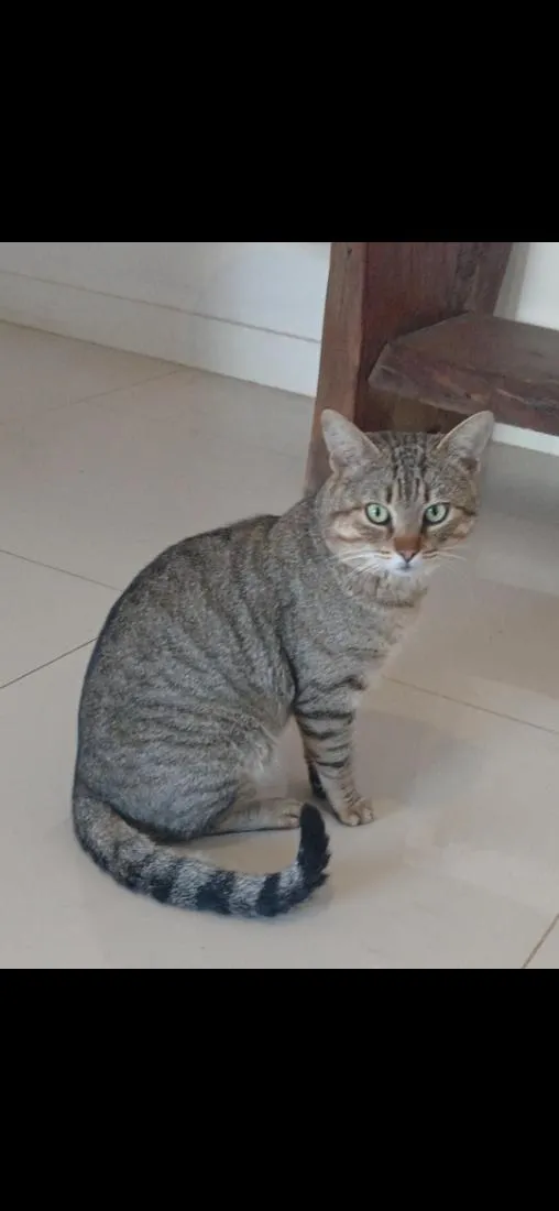 Gato raça SRD-ViraLata idade 2 anos nome Tigre