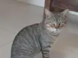 Tigre