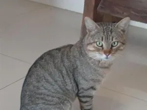 Gato raça SRD-ViraLata idade 2 anos nome Tigre