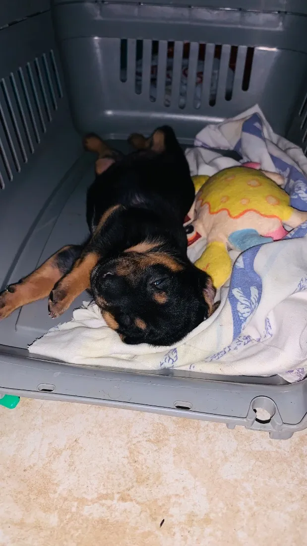 Cachorro raça SRD-ViraLata idade Abaixo de 2 meses nome Tufão
