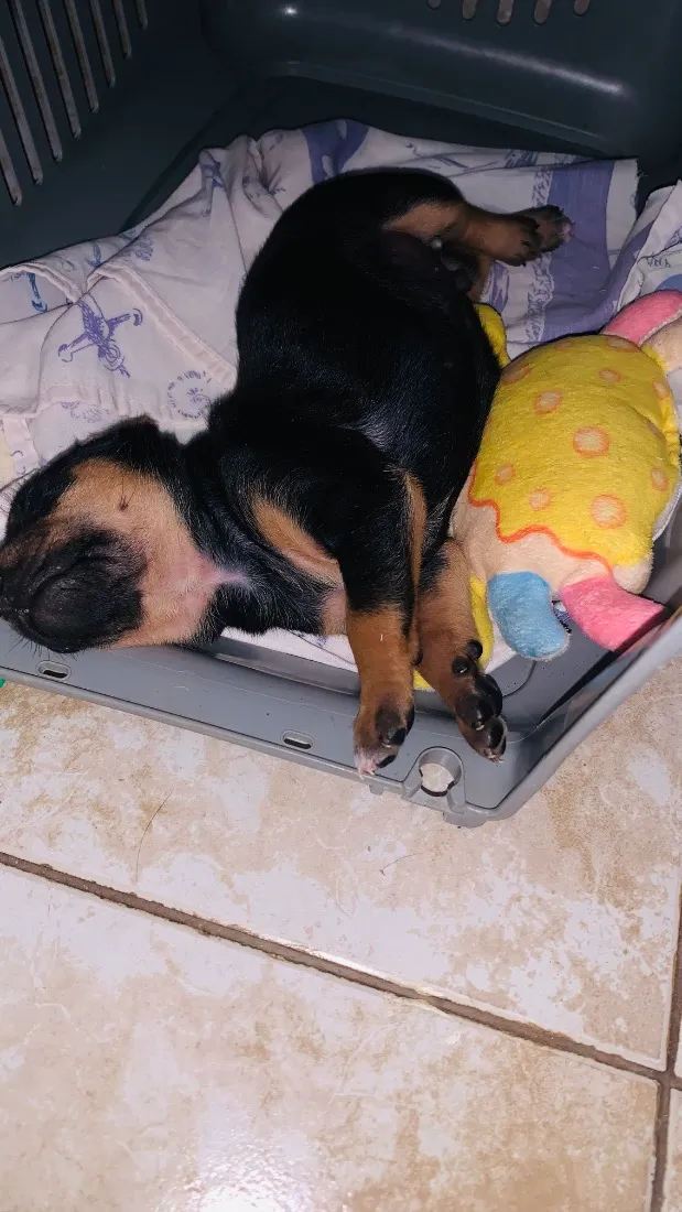 Cachorro raça SRD-ViraLata idade Abaixo de 2 meses nome Tufão