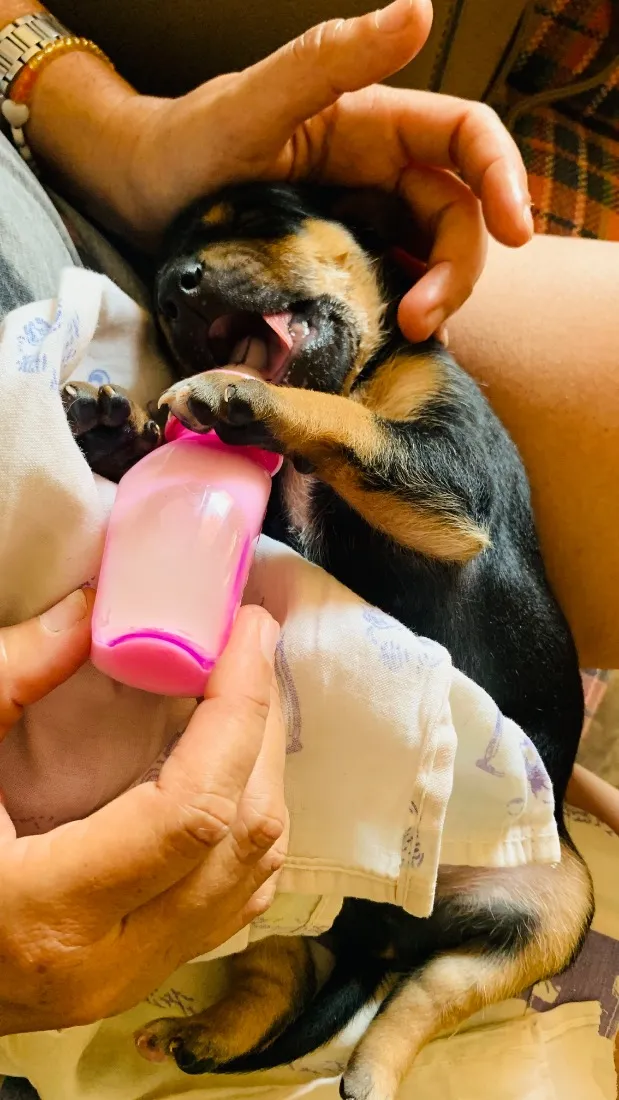 Cachorro raça SRD-ViraLata idade Abaixo de 2 meses nome Tufão