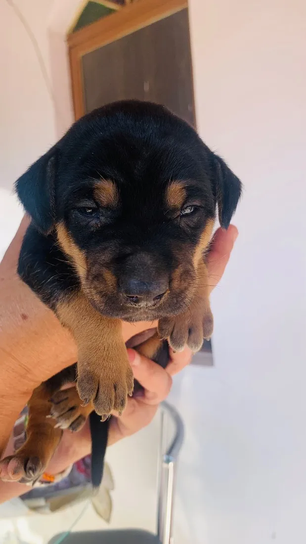 Cachorro raça SRD-ViraLata idade Abaixo de 2 meses nome Tufão
