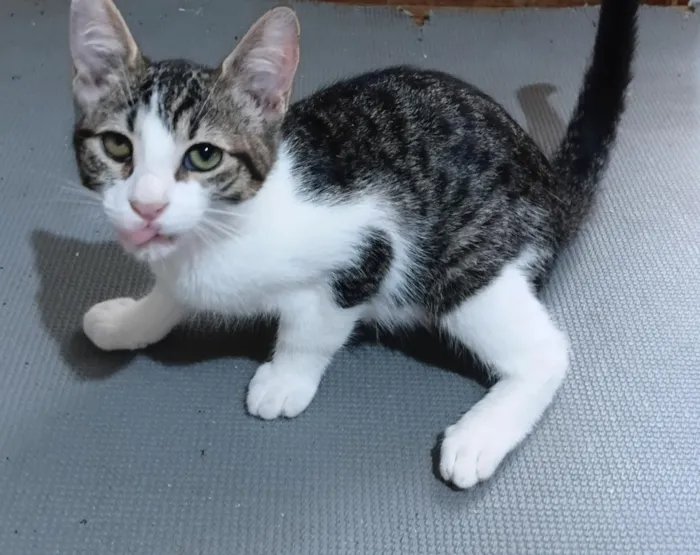 Gato raça SRD-ViraLata idade 2 a 6 meses nome Dondoca