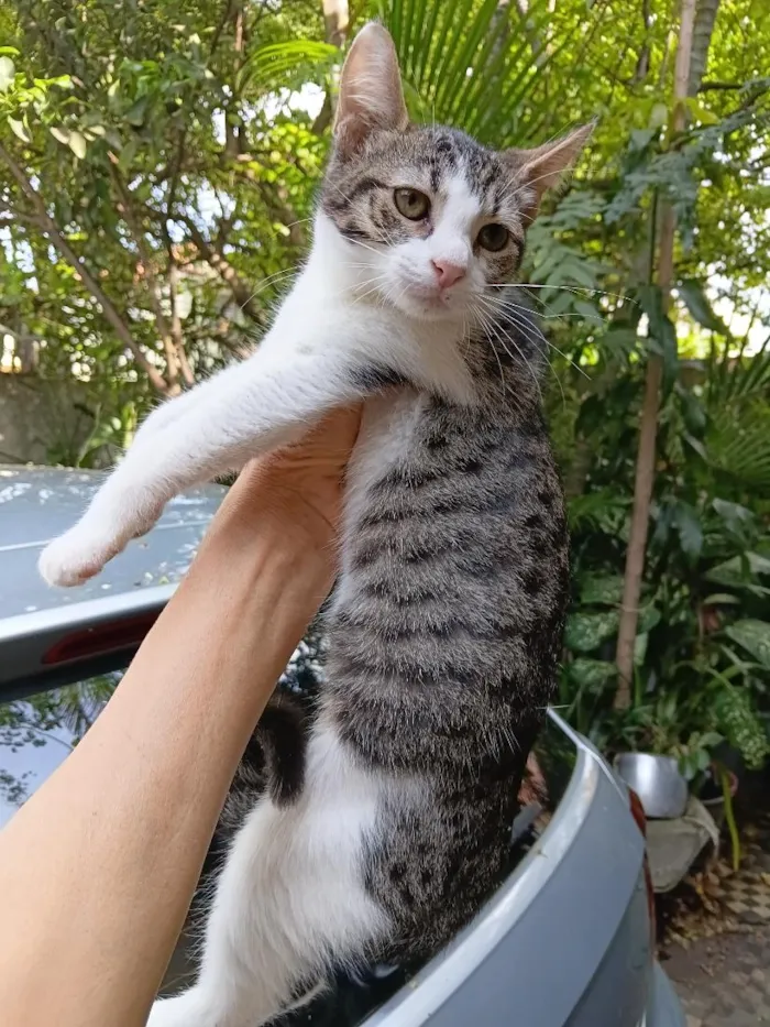 Gato raça SRD-ViraLata idade 2 a 6 meses nome Dondoca