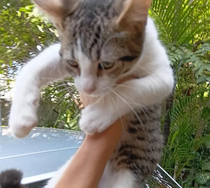 Gato raça SRD-ViraLata idade 2 a 6 meses nome Dondoca