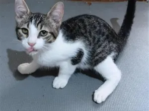 Gato raça SRD-ViraLata idade 2 a 6 meses nome Dondoca