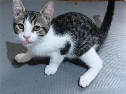 Gato raça SRD-ViraLata idade 2 a 6 meses nome Dondoca