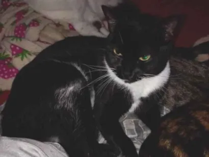 Gato raça SRD-ViraLata idade 1 ano nome Pretinho