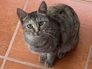Gato raça SRD-ViraLata idade 2 anos nome Mia