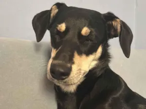 Cachorro raça SRD-ViraLata idade 1 ano nome Amora