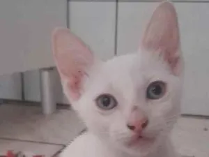Gato raça SRD-ViraLata idade 2 a 6 meses nome gatinha dos olhos azuis 