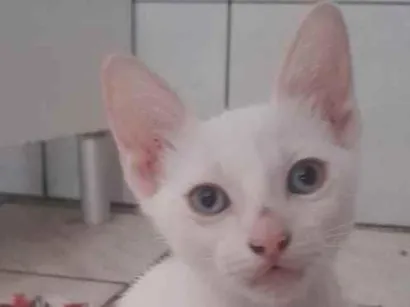 Gato raça SRD-ViraLata idade 2 a 6 meses nome gatinha dos olhos azuis 