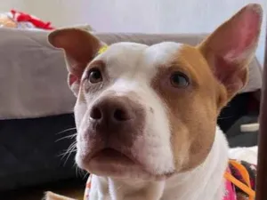 Cachorro raça Pit-Bull idade 2 anos nome Pitty