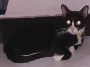 Gato raça SRD-ViraLata idade 3 anos nome Frida