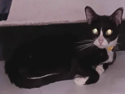 Gato raça SRD-ViraLata idade 3 anos nome Frida