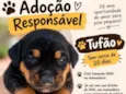 Tufão
