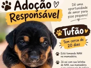 Cachorro raça SRD-ViraLata idade Abaixo de 2 meses nome Tufão