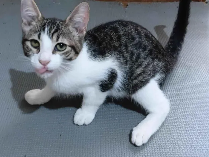 Gato raça SRD-ViraLata idade 2 a 6 meses nome Dondoca