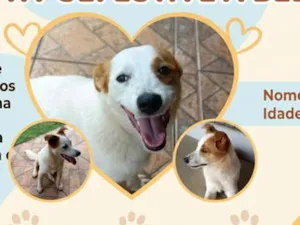 Cachorro raça SRD-ViraLata idade 7 a 11 meses nome Bela