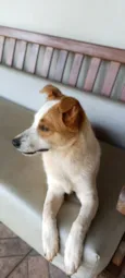 Bela