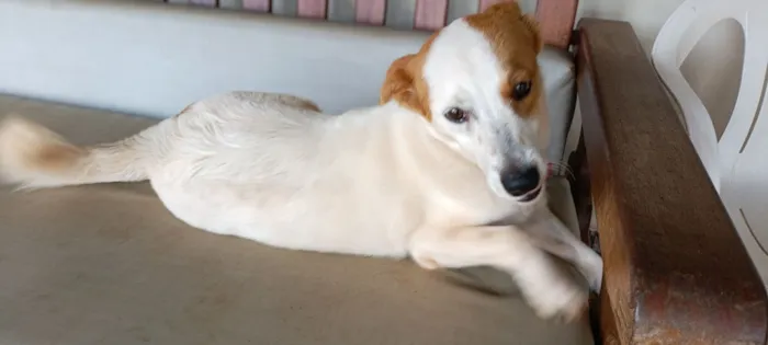 Cachorro raça SRD-ViraLata idade 7 a 11 meses nome Bela