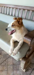 Bela