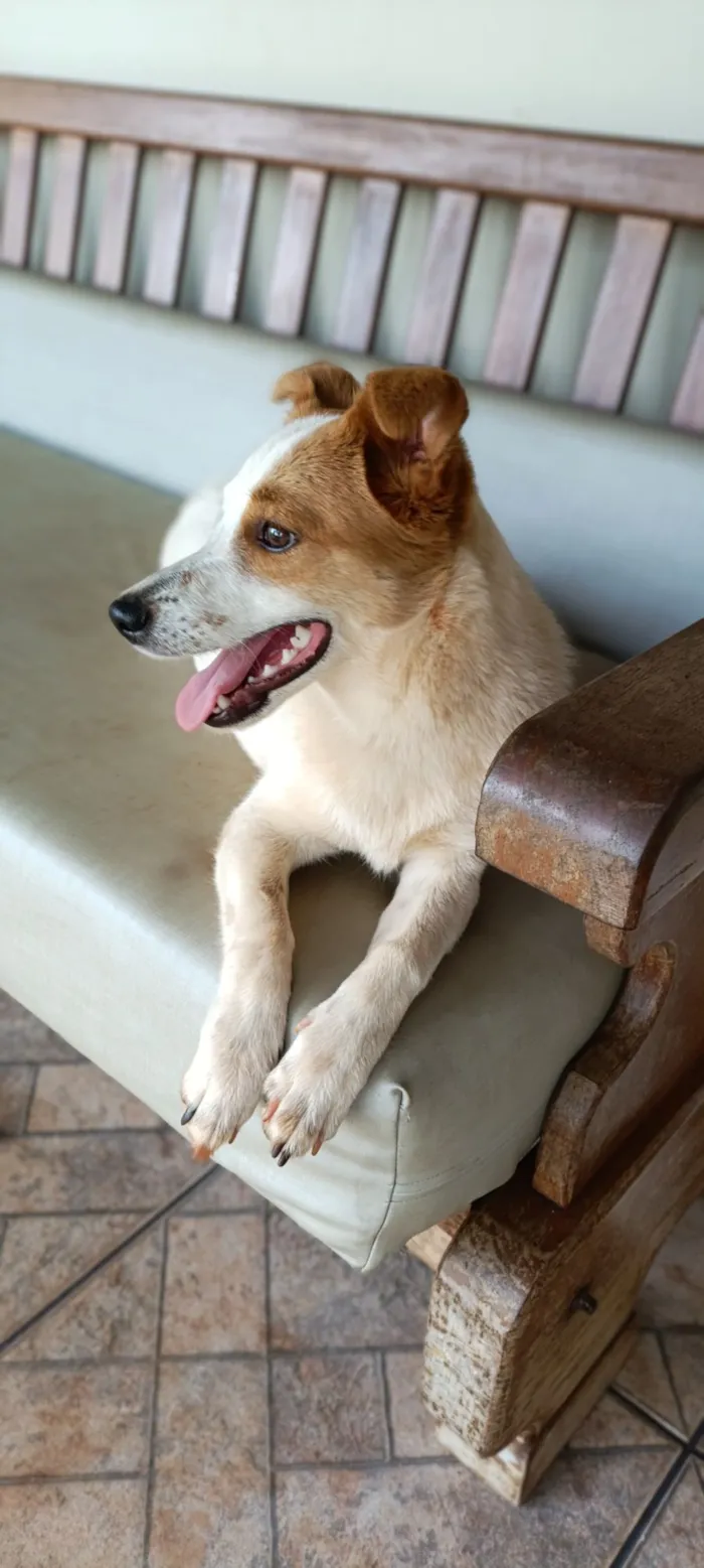 Cachorro raça SRD-ViraLata idade 7 a 11 meses nome Bela