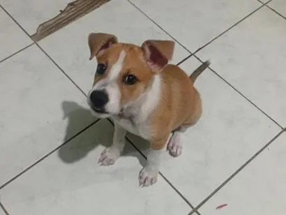 Cachorro raça SRD-ViraLata idade 2 a 6 meses nome Lua