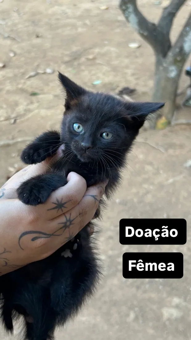 Gato raça SRD-ViraLata idade Abaixo de 2 meses nome Safira