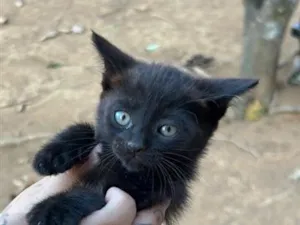 Gato raça SRD-ViraLata idade Abaixo de 2 meses nome Safira