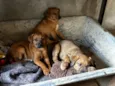Trio de caramelos 