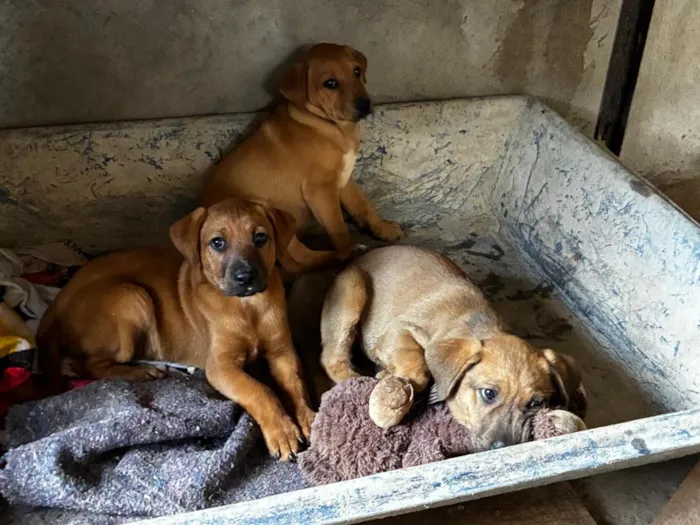 Cachorro raça SRD-ViraLata idade 2 a 6 meses nome Trio de caramelos 